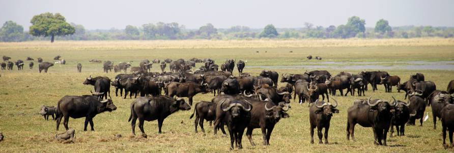 Afrikanische Büffel am Okavango - bei Bagani / Namibia